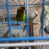 سه تا مرغ عشق بازیگوش و سرحال