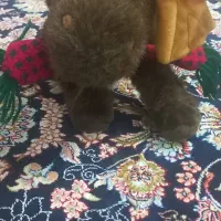 عروسک گوزن|اسباب‌‌بازی|اردبیل, |دیوار