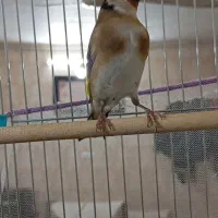 پنج سره ماده داغسررسمی بهاره جوجه قفس|پرنده|تهران, خانی آباد نو شمالی|دیوار