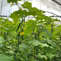 خیار گلخانه خط دار