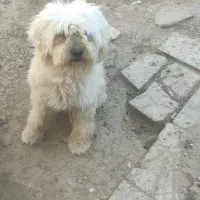 سگ شیتزو