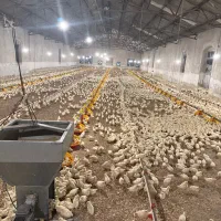 کارگر مرغداری پرورش تخمگذار