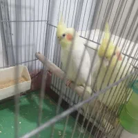 عروس لوتینو جفت نرو ماده تخم گذار