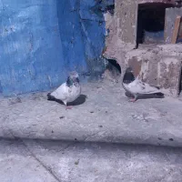 کبوتر زوردار|پرنده|اسلام‌‌آباد غرب, |دیوار