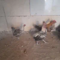 مرغ وخروس براکل