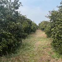 ۷ هزار متر باغ با کنتور برق و چاه با مجوز / آلونک|فروش زمین و ملک کلنگی|کیاکلا, |دیوار