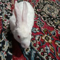 خرگوش خانگی