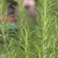 راهنمایی میکنم در مورد روغن