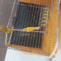 پرنده رودان