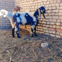 بزغاله نر تخمی