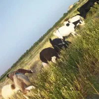 دامداری بره میش بزغاله