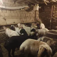 گوسفندبره نروماده  گوشتی  درجه 1