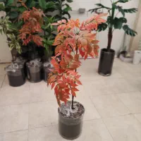 درختچه پاییزی