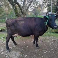 گاو دورگ با گوساله نر هلشتاین