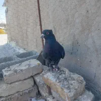 سیاه دم سفید|پرنده|شیراز, شاهچراغ|دیوار