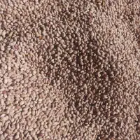 لوبیا چیتی کوشا|خوردنی و آشامیدنی|شازند, |دیوار