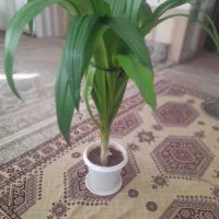 فروش گل|گل و گیاه طبیعی|شهرکرد, |دیوار