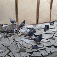 کبوتر معاوضه با گوشی|پرنده|آمل, |دیوار