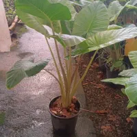 فروش فوری گل بابا آدم|گل و گیاه طبیعی|ری, حمزهآباد|دیوار