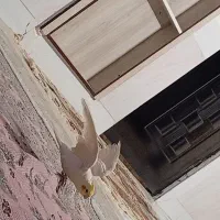عروس هلندی گم شده