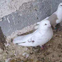 تهرانی اصیل  و شهری