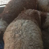 بره برای کشت