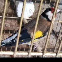 سهره