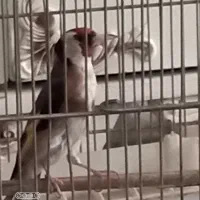 سره بخون تازه صاف