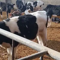 گوساله کردی دورگ لاغر فروشی