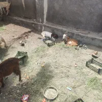 کهره 3عدد باهم نری و بز آبستن 3قلوزا