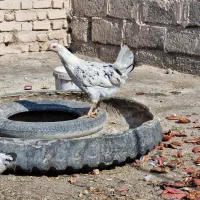 مرغ و خروس گلین چهل تاج ریش|حیوانات مزرعه|سیرجان, |دیوار