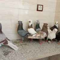 قوره ای بزک