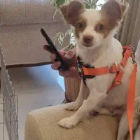 واگذاری شیواوا اشپیتز رایگان