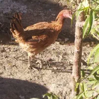 مرغ کوردی معاوضه با بوقلمون وکبوتر|حیوانات مزرعه|بوکان, |دیوار