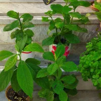 سری جدیدگلهای زیبا|گل و گیاه طبیعی|کرج, شهرک بهداری|دیوار