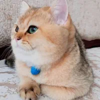 نر گلد مولد قوی