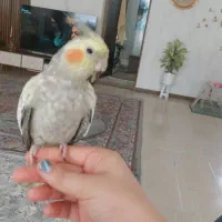 گمشده