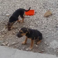 فروش سگ ژرمن