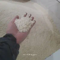 برنج هاشمی گیلان اصل مستقیم ازکارخانه