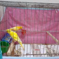 یک جفت قناری