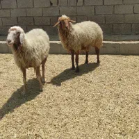 گوسفند|حیوانات مزرعه|شادگان, |دیوار