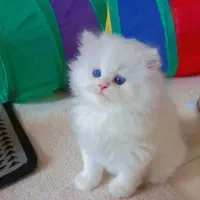 کوچولوهای رنگی و کیوت