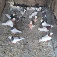 کبوتر|پرنده|شیراز, آزادی|دیوار
