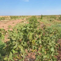 فروش باغ پسته و زمین کشاورزی|فروش دفتر صنعتی، کشاورزی، تجاری|میان جلگه, |دیوار