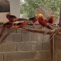 زیبا پرنده|پرنده|رامسر, |دیوار