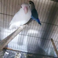 کوتوله فنچ کرواتی|پرنده|قم, شاه ابراهیم|دیوار