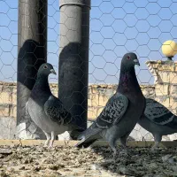 کبوتر پلاکی