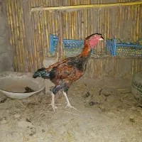 مرغ محلی وخروس لاری