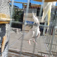 دو جفت عروس هلندی|پرنده|پارس‌آباد, |دیوار