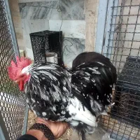 مرغ و خروس کوشین